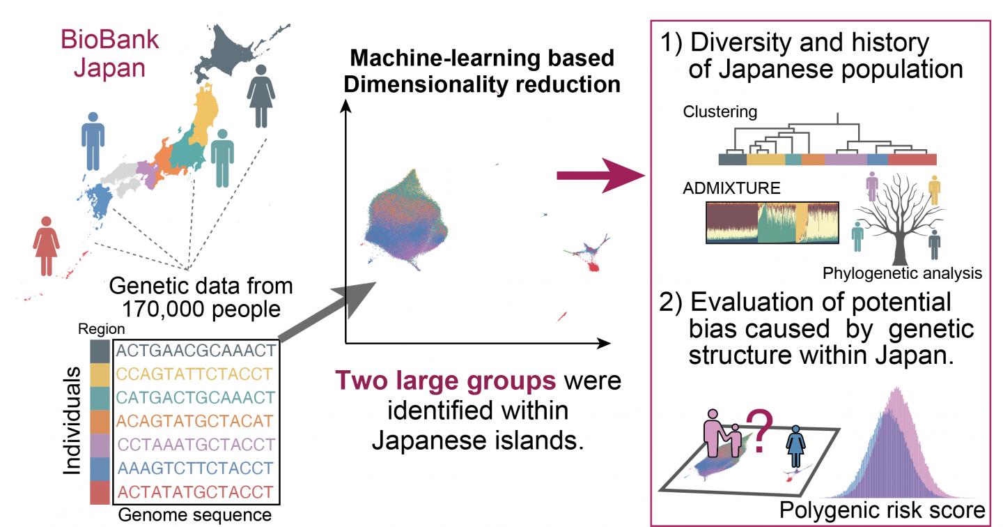 Celebrating our genomic diversity Finescale differences in the