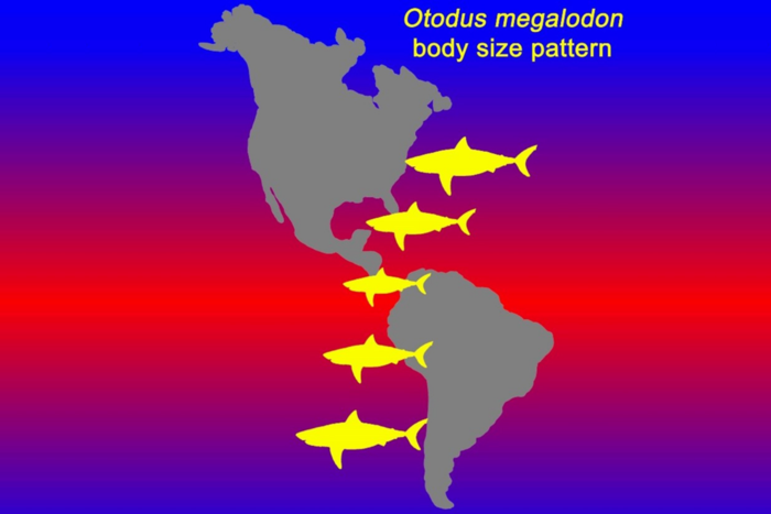 Megalodon increases in body size towards cooler waters at higher latitude