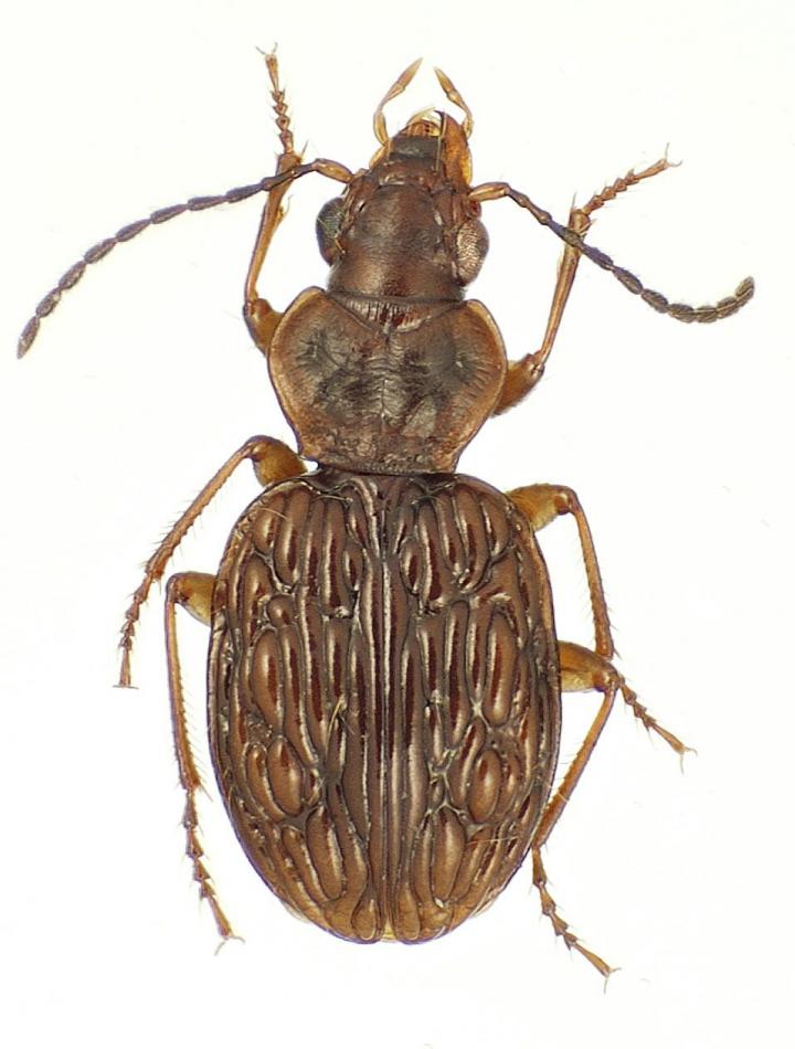 <i>Mecyclothorax medeirosi</i>