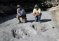 CU Denver Reseracher Martin Lockley Discovers Evidence of Dinosaur Mating Behavior