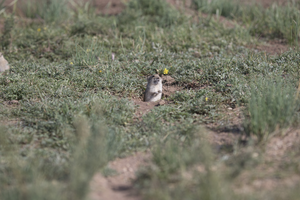 A Brandt’s vole