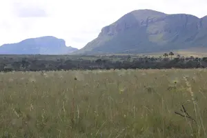 Cerrado savanna