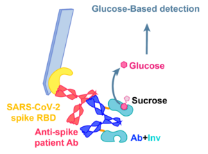 A glucose meter could soon say whether you have SARS-CoV-2 antibodies