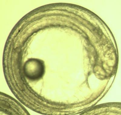 Mahi-Mahi Embryo