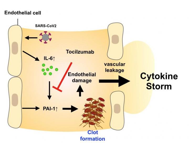 Figure: How Actemra® Suppresses Inflammation