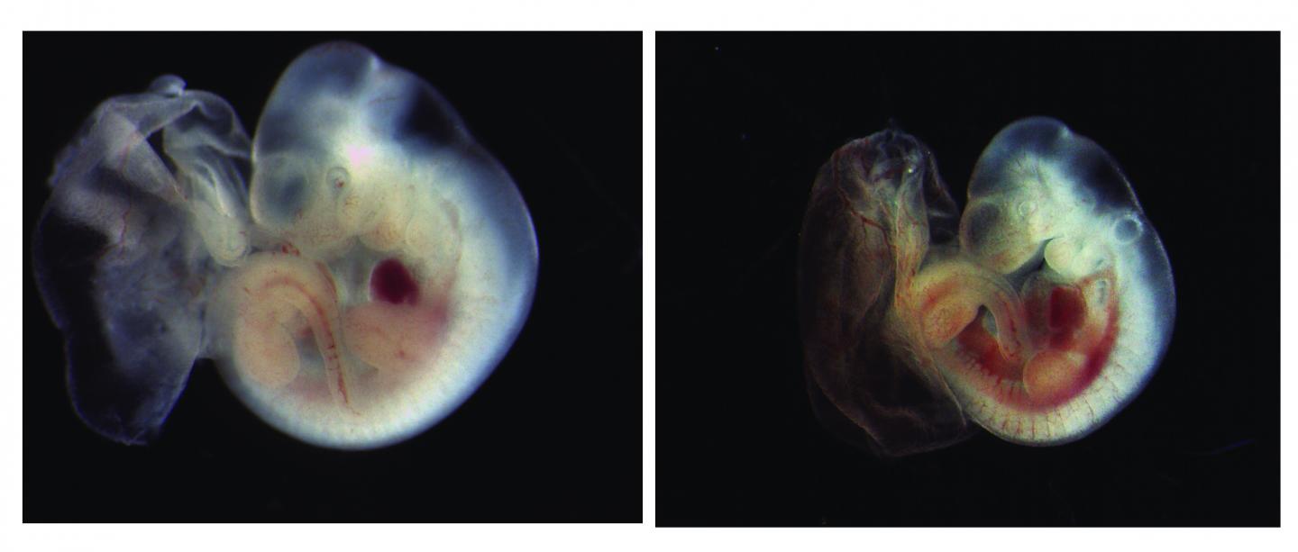 Embryos