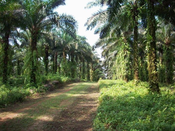 How Much Rainforest Do Birds Need?