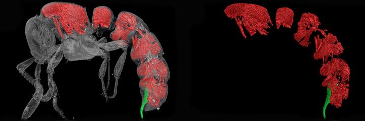<i>Zasphinctus sarowiwai</i>アリ体内の筋肉組織の再構築画像