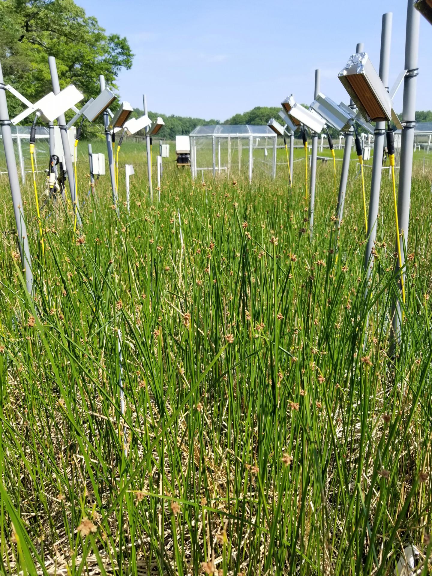 Experimental Warming and Carbon Dioxide Enrichment Plots