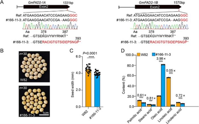 SpRY induced GmFAD2-1A/1B mutation in soybeans.