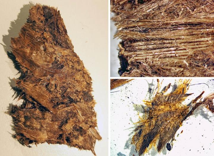 Here's what thousand-year-old down feathers look like