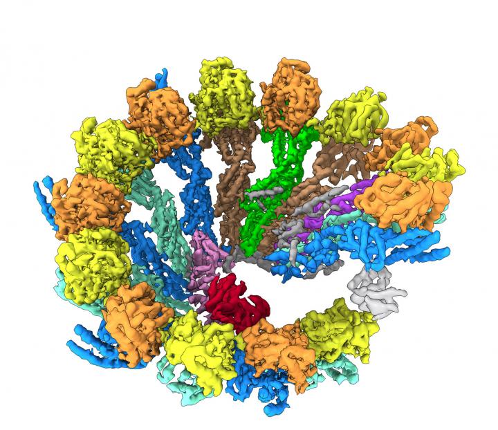 &#947;-TuRC Spiral