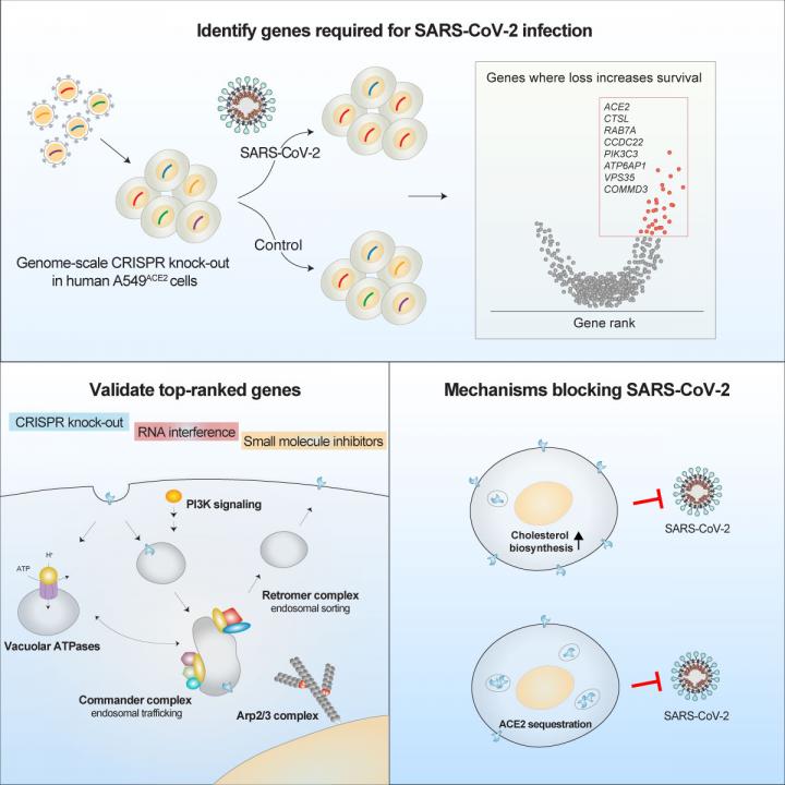 Identification of required host factors for SARS-CoV-2 infection  in human cells