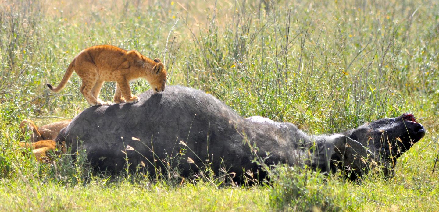 Predator-Prey Pattern Consistent Across Diverse Ecosystems (5 of 6)