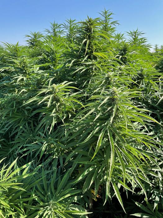 Hemp plants