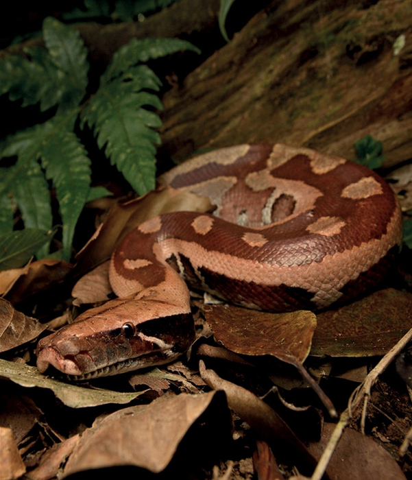 Blood python in Kaeng Krachan National Park in Thailand