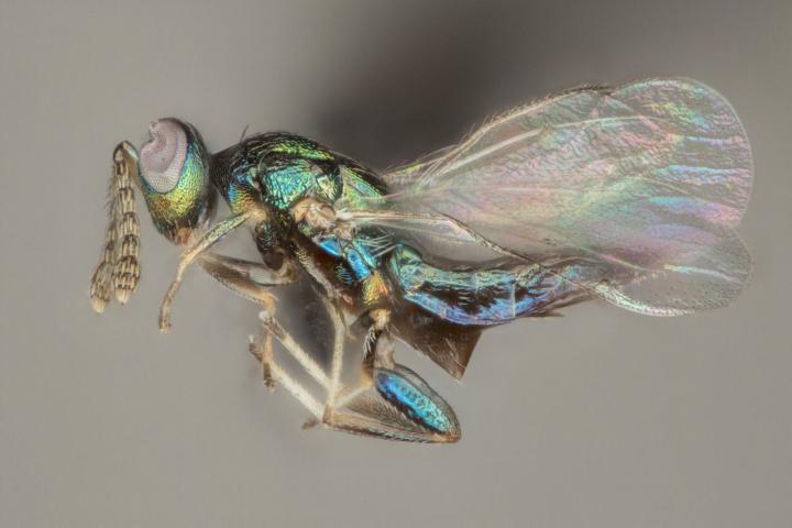 The New Parasitic Wasp <i>Euderus set</i>