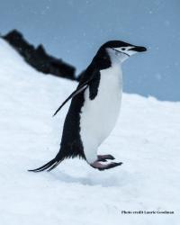 Hopping Chinstrap Penguin
