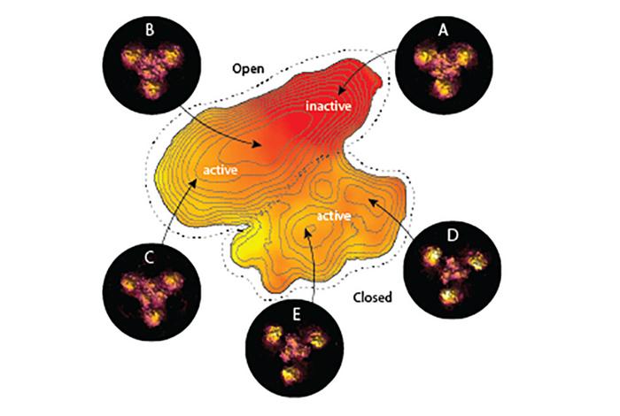 Tracking a Protein’s Fleeting Shape Changes