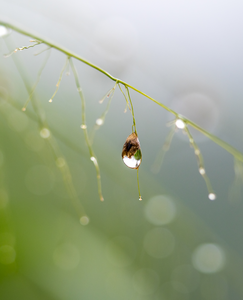 Sensing water for smarter agriculture