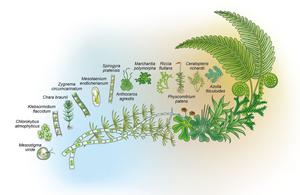 Overview of the model organisms being researched at MAdLand