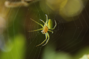 Cucumber green spider