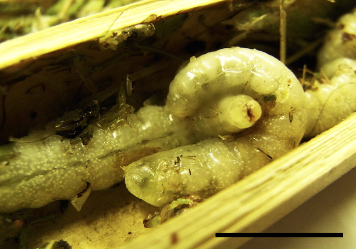 Sibling cannibalism in the brood cell of Isodontia harmandi.