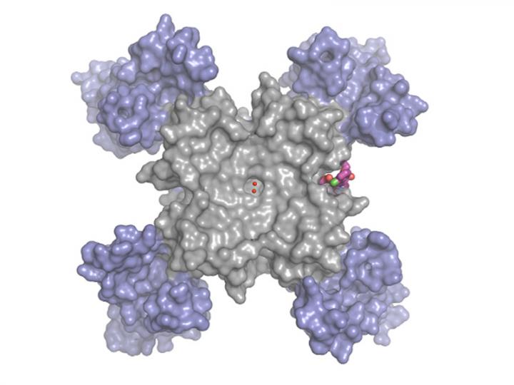 Calcium Channel Blocked with Amlodipine