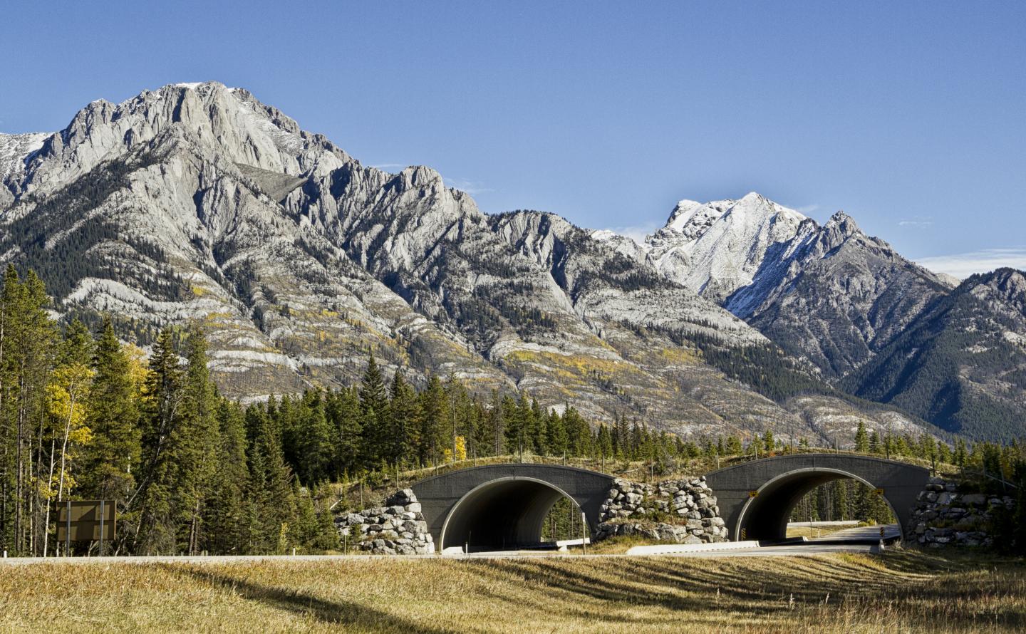 Wildlife overpass near Banff National Park.