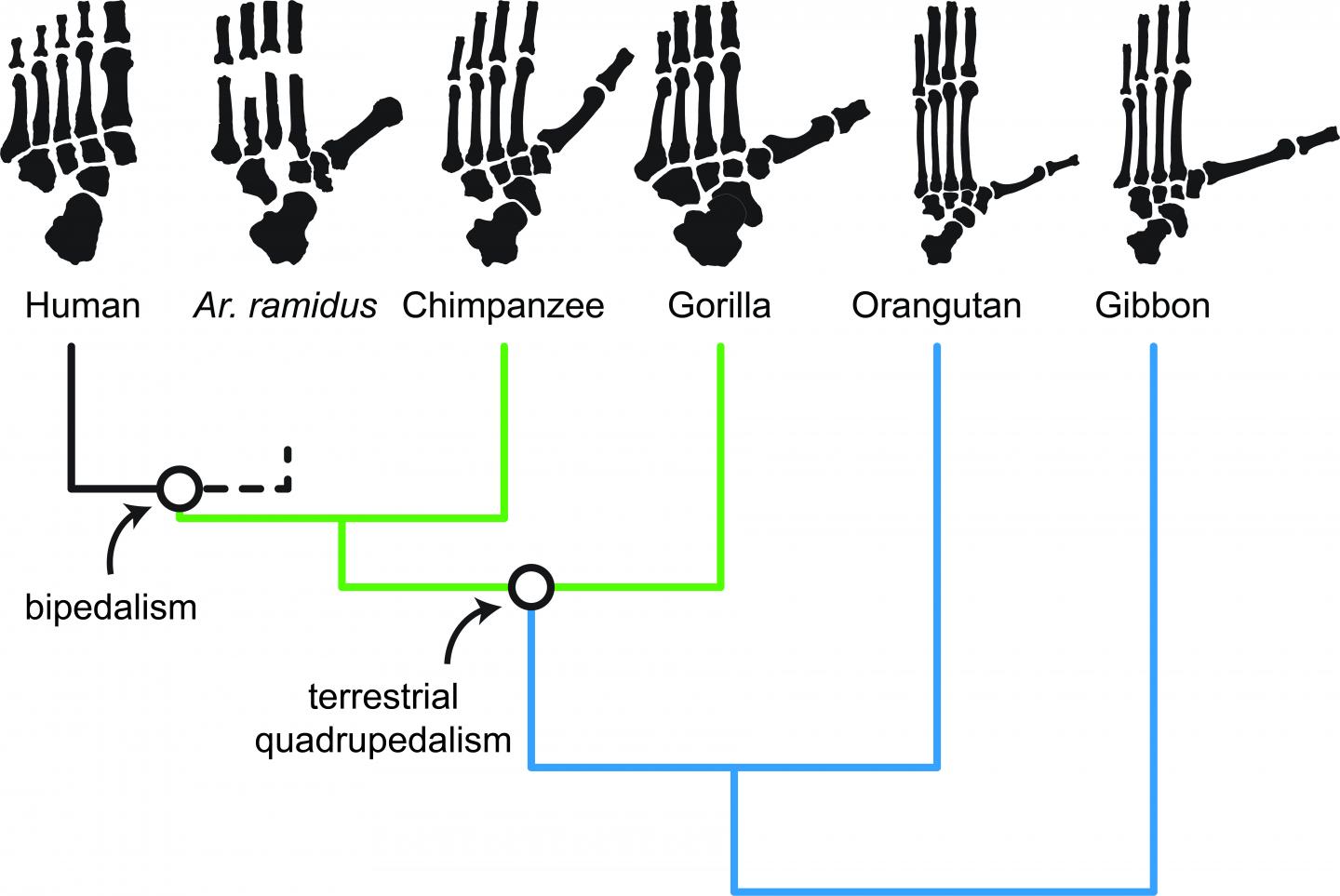 An Evolutionary Tree Depicting the Relationships Among Living Apes, Ardi, and Modern Humans