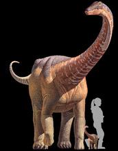 Rapetosaurus Girl Compare