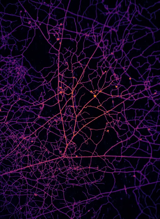 Arbuscular mycorrhizal network