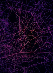 Arbuscular mycorrhizal network