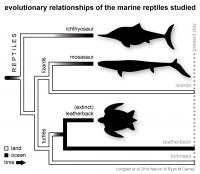 Evolutionary Relationships of the Three Fossil Marine Reptiles