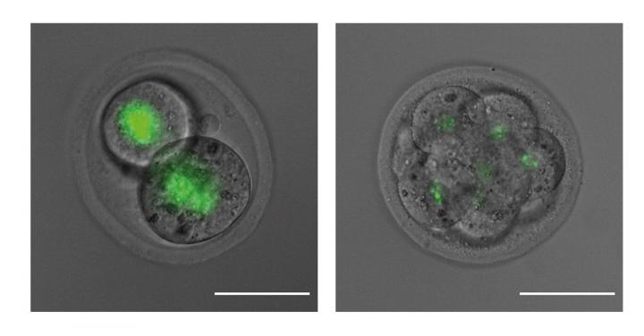Embryo showing green maternal SMCHD1 protein
