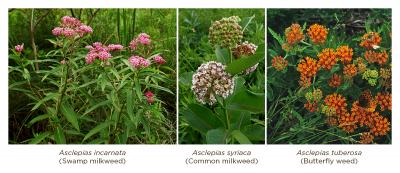Milkweed Varieties