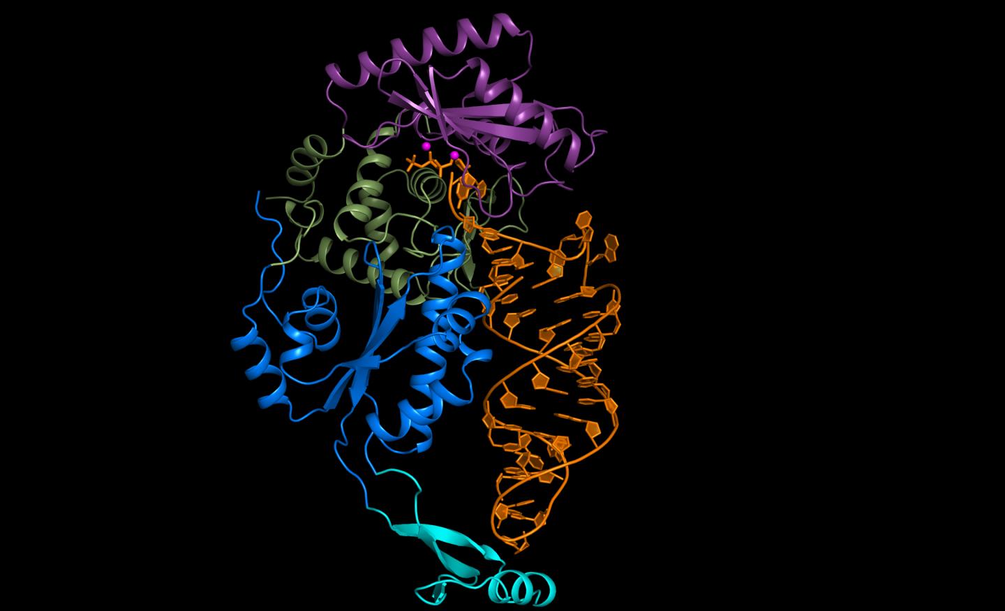Molecular Photograph of the CCA-Adding Enzyme in Complex with an RNA