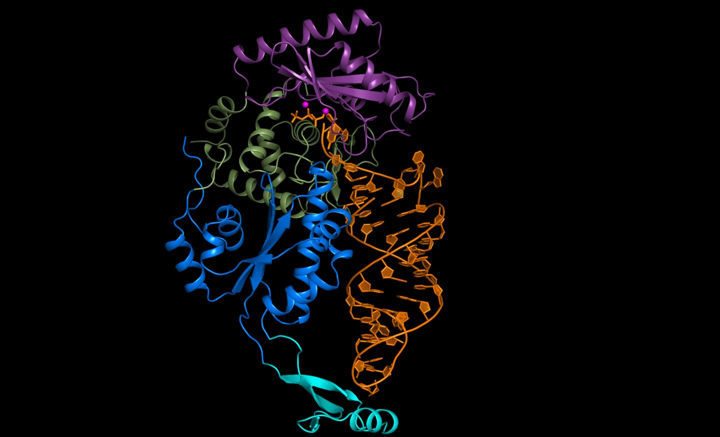 Molecular Photograph of the CCA-Adding Enzyme in Complex with an RNA
