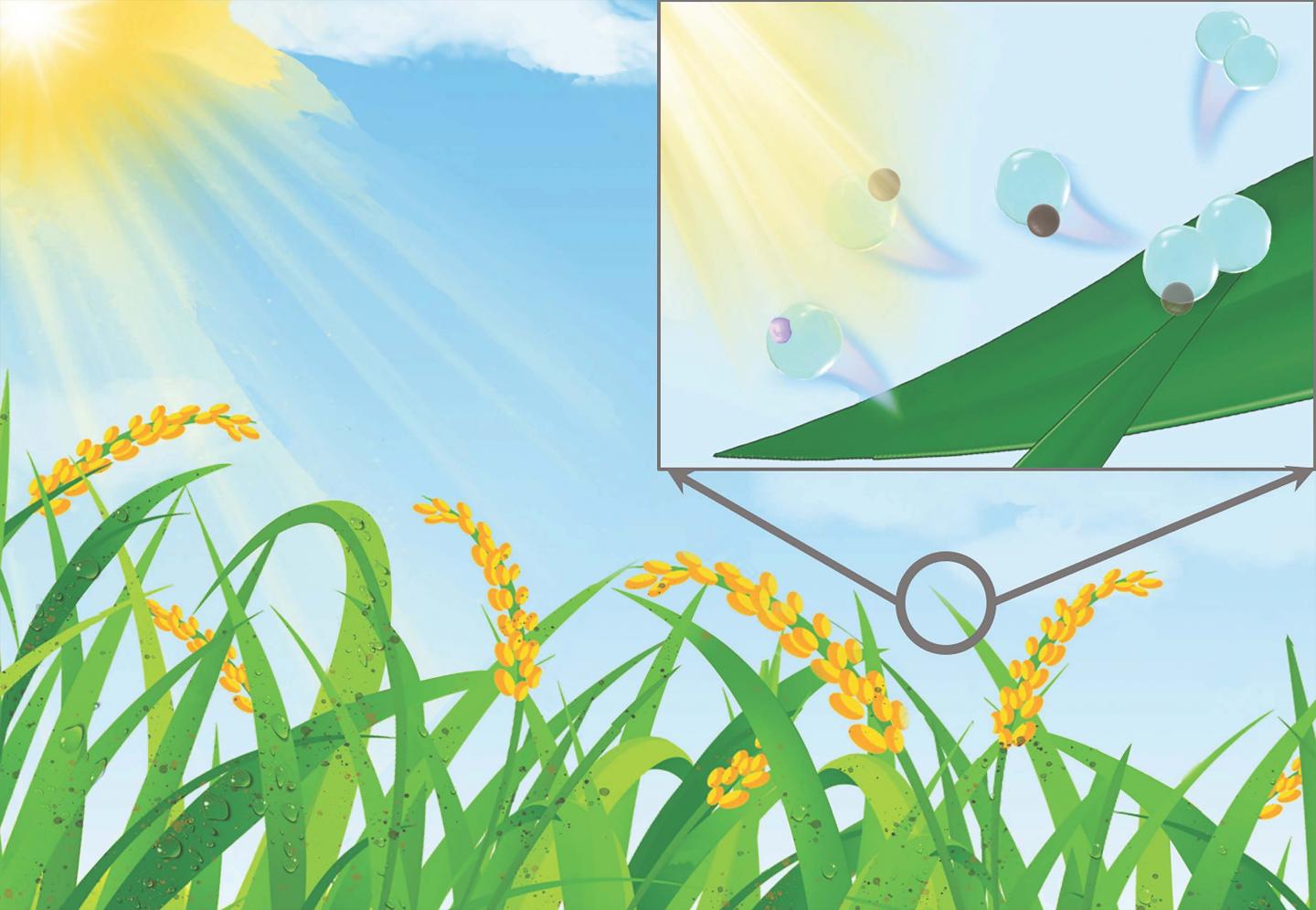 Inspired by wheat leaves