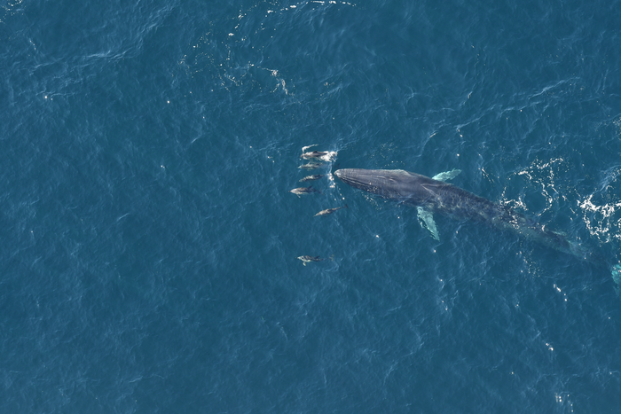 Fin whale with dolphins