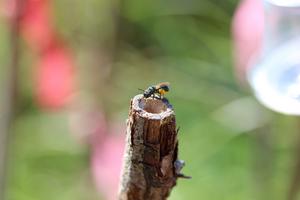 Carpenter bee (Ceratina Calcarata)