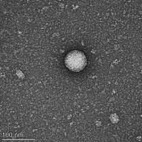 Once overlooked cellular messengers could com | EurekAlert!