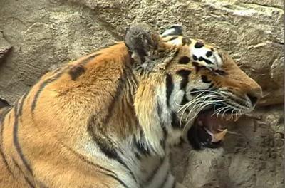 A Tiger Roars