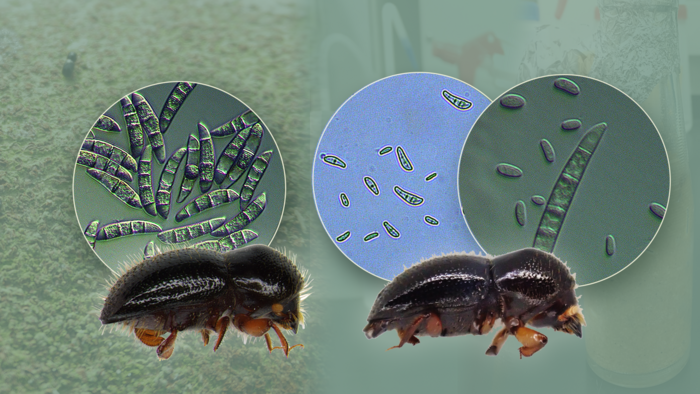 Euwallacea interjectus