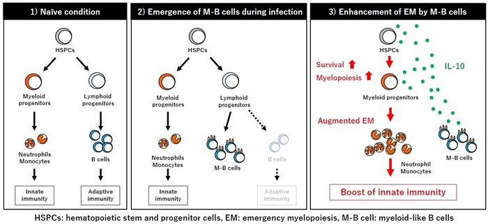 Role of M-B cells in emergency myelopoiesis induced by infection