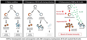 Role of M-B cells in emergency myelopoiesis induced by infection