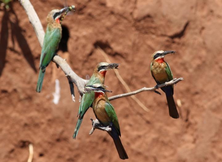 White Fronted Bee Eaters