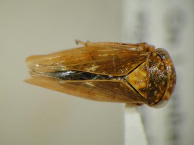 Leafhopper <i>Rhytidodus decimaquartus</i>