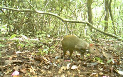 Agouti Stealing Seeds from Another's Cache