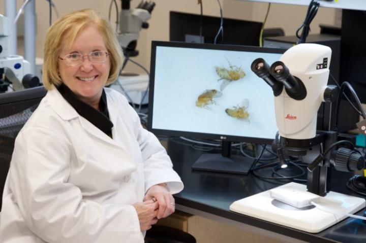 Trudy Mackay in her lab at the Clemson Center for Human Genetics